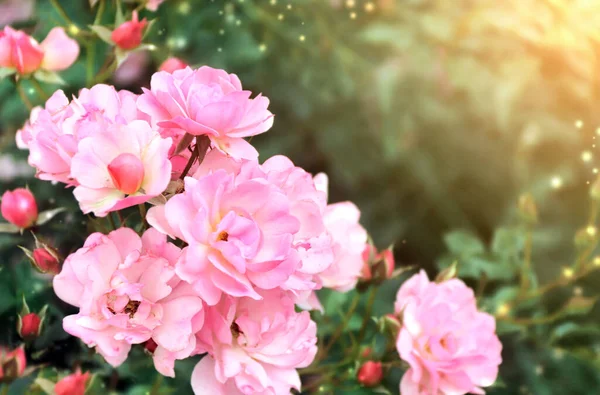 Pembe Mor Renkli Pembe Gül Çiçekleri Sihirli Kıvılcımlarla Güzel Bir — Stok fotoğraf