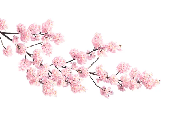 开着粉红色花朵的樱花的分枝 因白人背景而被隔离 — 图库照片