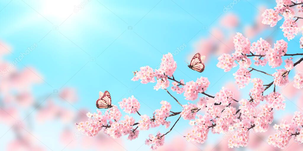 Horizontal banner with sakura flowers of pink color and two butterflies on sunny backdrop. Beautiful nature spring background with a branch of blooming sakura. Copy space for text