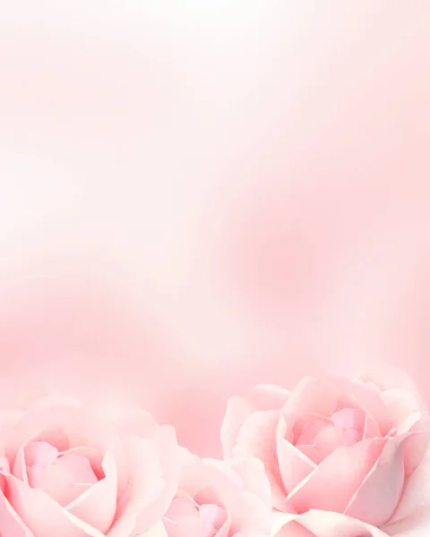 ピンク色のバラが3つある縦の背景がぼやけています テキストのスペースをコピーします テンプレートをモックアップします 結婚式カード ウェブページバナーに使用することができます — ストック写真
