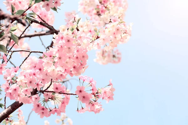 Větev Kvetoucí Sakury Růžovými Květy Japonsko Slunné Modré Obloze Pozadí — Stock fotografie