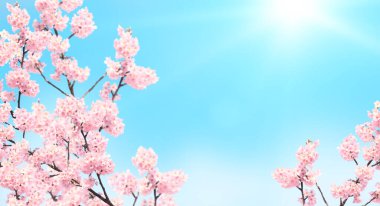 Güneşli arka planda pembe renkli sakura çiçekleriyle yatay afiş. Çiçek açan bir sakura dalıyla güzel bir bahar arkaplanı. Metin için alanı kopyala