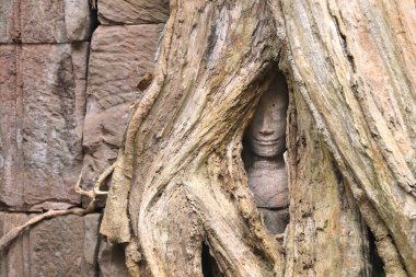 Ta Prohm Tapınağı, Angkor wat kompleksi, Siem Reap, Kamboçya, Asya. UNESCO dünya mirası sahası