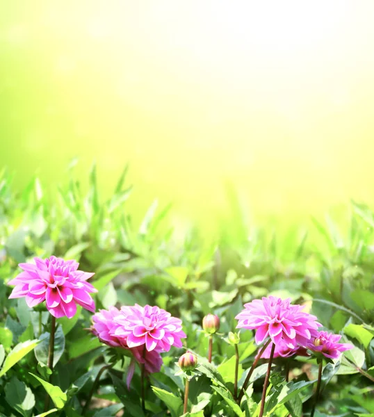 Květiny Slunné Krásné Přírodě Jarní Pozadí Letní Scéna Květy Fialové — Stock fotografie