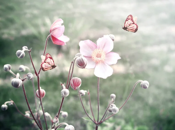 春の花と日当たりの良い背景に2つの君主蝶 美しい自然夏の水平バナー テキストのコピースペース — ストック写真