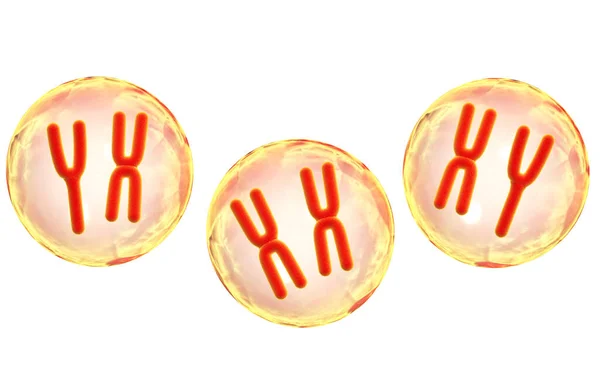 Och Kromosomer Celler Isolerad Vit Bakgrund Återgivning — Stockfoto