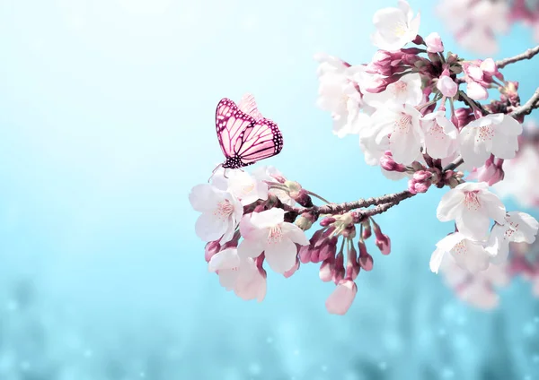 Magical Scene Sakura Flowers Butterfly Beautiful Nature Spring Background Photo — Stock Photo, Image