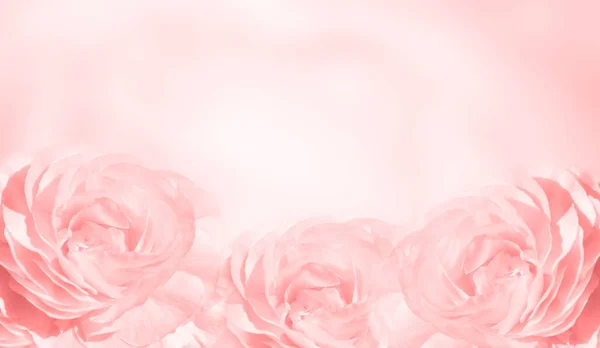 Blurred Background Three Roses Pink Color Copy Space Your Text — Stock Photo, Image