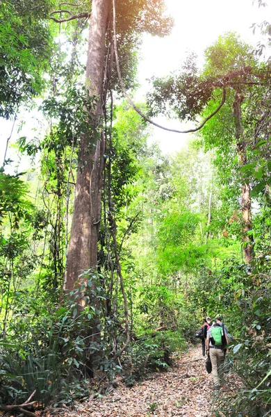 Caminata Por Selva Camboya Turistas Selva Tropical Durante Estación Seca — Foto de Stock