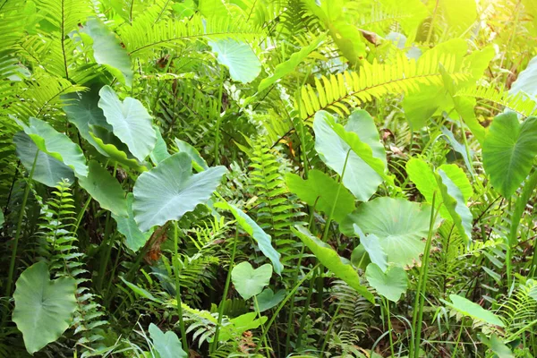 Lush Tropical Foliage Lotus Fern Leaves Exotical Garden Sunny Background — Stock Photo, Image