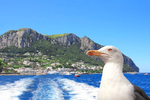 Gabbiano Seduto Sulla Ringhiera Della Nave Sullo Sfondo Del Mar — Foto Stock