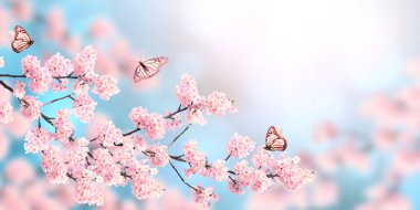 Pembe sakura çiçekli yatay pankart ve güneşli arka planda üç kelebek. Çiçek açan bir sakura dalıyla güzel bir bahar arkaplanı. Metin için alanı kopyala