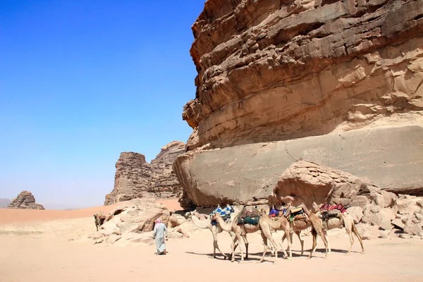 Beduino Ropa Tradicional Con Caravana Dromedarios Camellos Desierto Wadi Rum —  Fotos de Stock
