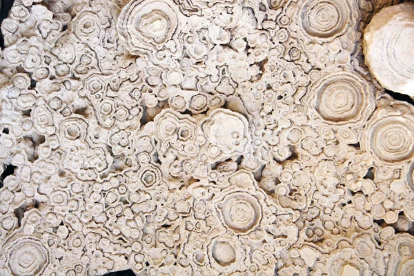 Förstenad Fossil Stromatolit Cyanobakterier Blågröna Alger — Stockfoto