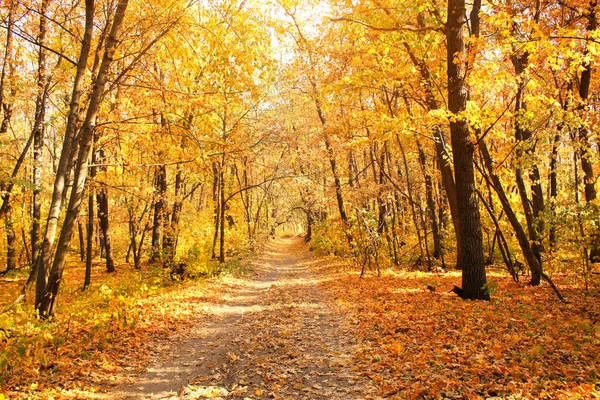 Herfstseizoen Prachtig Landschap Met Weg Herfstbos Maples Bomen Met Gele — Stockfoto