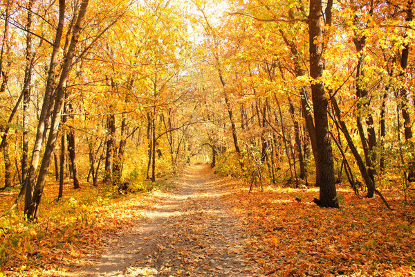 Fall season. Beautiful landscape with road in autumn forest. Maples trees with yellow and orange leaves and footpath in the woodland in sunny day