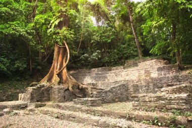 Palenque harabelerinde dev bir ağaç, Kolombiya öncesi Maya uygarlığı, Chiapas, Meksika. UNESCO dünya mirası sahası