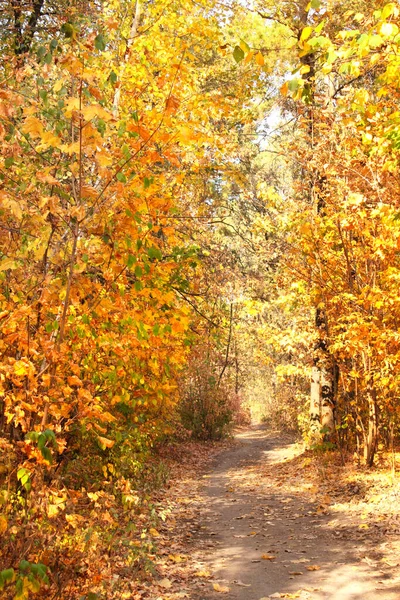 Temporada Outono Bela Paisagem Com Estrada Floresta Outono Árvores Com — Fotografia de Stock