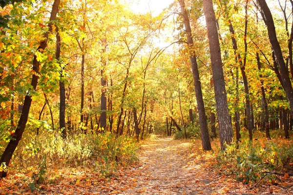 Herbstzeit Schöne Landschaft Mit Straße Herbstlichen Wald Ahornbäume Mit Gelben — Stockfoto