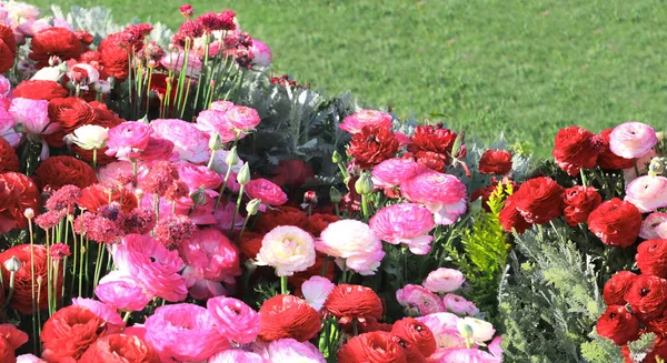 Flores Ranunculus Ranunculus Asiaticus Macizo Flores Parque Yamashita Yokohama Japón — Foto de Stock