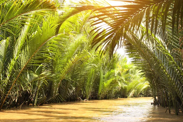 Hojas Palma Delta Del Río Mekong Vietnam Asia —  Fotos de Stock