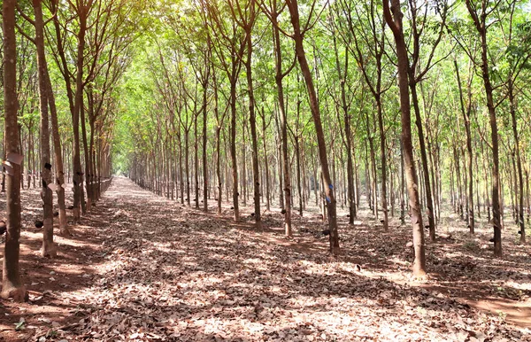 Hevea Brasiliensis Plantación Árboles Caucho Camboya Árbol Caucho Hilera Agricultura —  Fotos de Stock