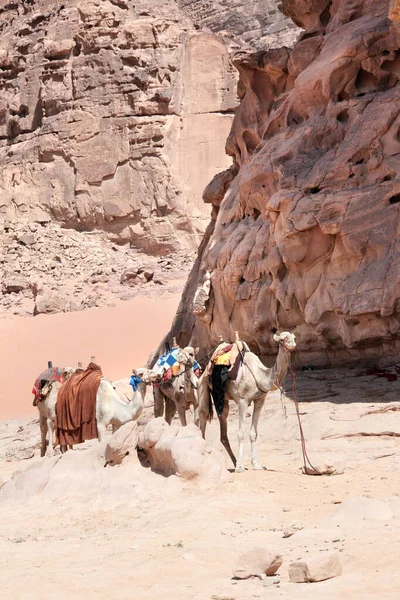 4头骆驼在Wadi Rum沙漠 月球谷 教科文组织世界遗产场址 — 图库照片