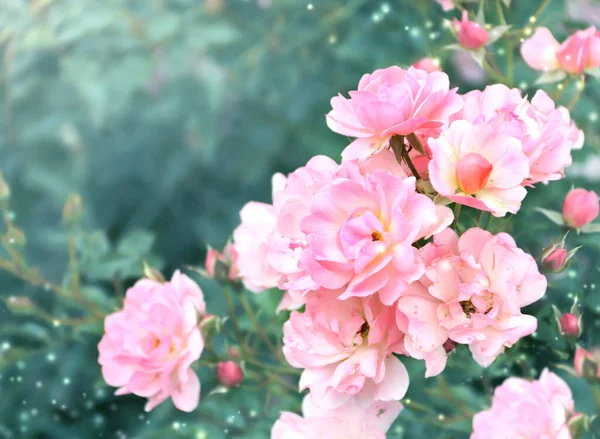 Pembe Mor Renkli Pembe Gül Çiçekleri Sihirli Kıvılcımlarla Güzel Bir — Stok fotoğraf