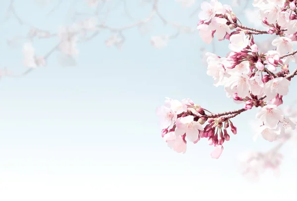 在雾蒙蒙的背景下 水平横幅上有白色的樱花花 美丽的自然春光背景和盛开的樱花枝条 文本的复制空间 — 图库照片