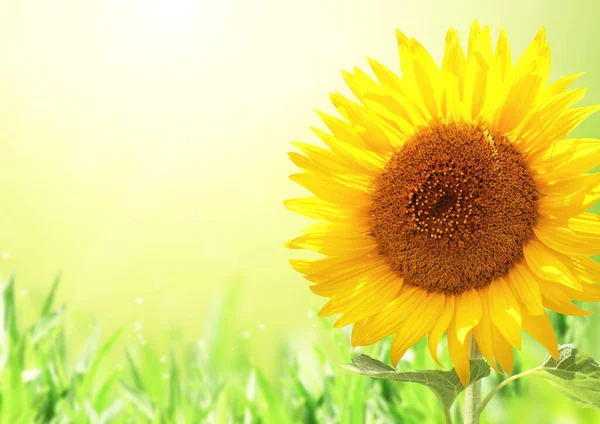 Leuchtend Gelbe Sonnenblume Auf Grün Verschwommenem Sonnigen Hintergrund Kopierraum Für — Stockfoto