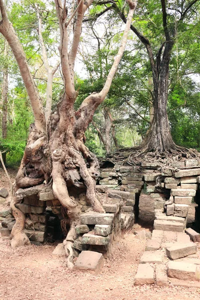 クメールの古代寺院 アンコールワット アンコールトム シェムリアップ カンボジア インドシナの遺跡上の巨大なガジュマルの木のルーツ ユネスコ世界遺産 — ストック写真