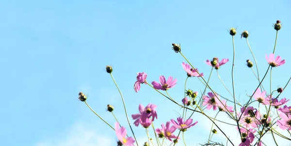 Οριζόντια Πανό Φύσης Λουλούδια Bipinnatus Cosmos Ροζ Λουλούδια Σύμπαν Μπλε — Φωτογραφία Αρχείου