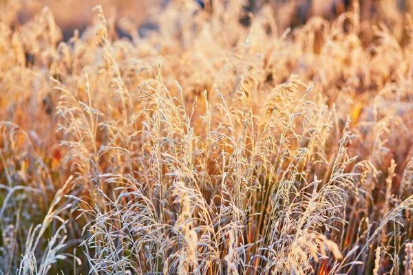 Поле золотой травы на закате — стоковое фото