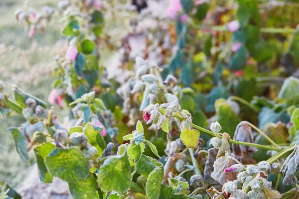 Hoar frost on rose flower — Stock Photo, Image