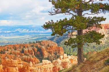 Kırmızı kumtaşı hoodoos Bryce Canyon Milli Parkı'nda Utah, ABD