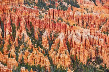 Kırmızı kumtaşı hoodoos Bryce Canyon Milli Parkı'nda Utah, ABD