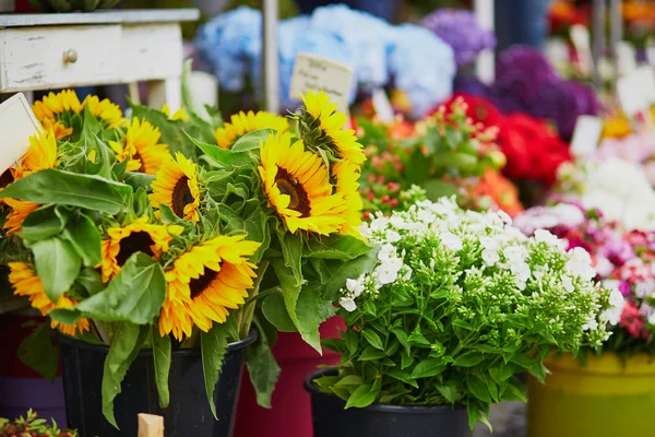 Słoneczniki na sprzedaż na rynku lokalnym kwiat — Zdjęcie stockowe