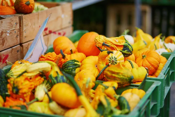 Ripe orange pumpkins on farmer agricultural market — Stock Photo, Image