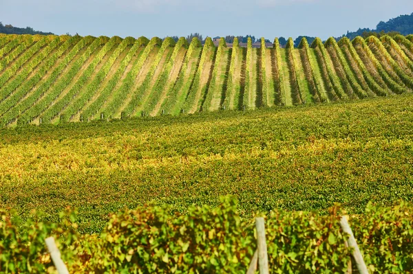 Piękny widok na toskańskie winnice — Zdjęcie stockowe