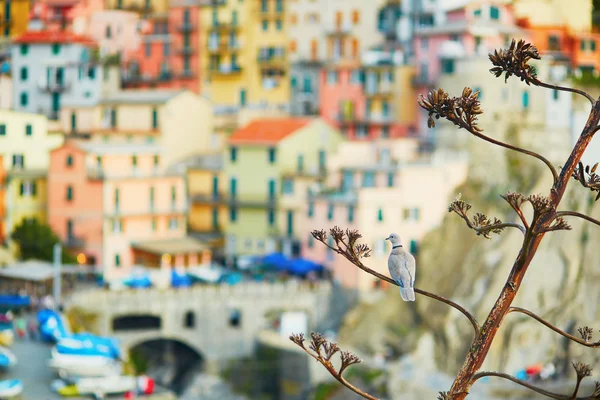 Fågel på ett träd och vacker utsikt över Manarola, Cinque Terre, Italien — Stockfoto