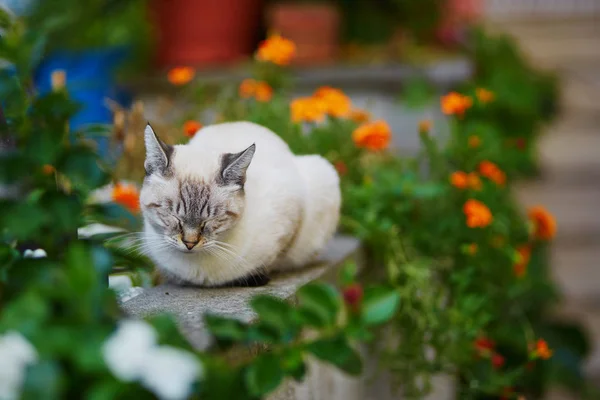 白色的猫睡在户外，在炎热的夏天 — 图库照片