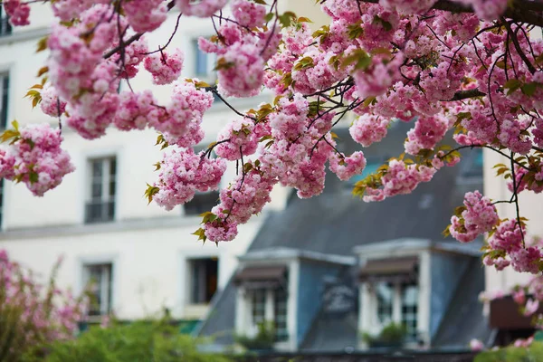 Bâtiment typiquement parisien et cerisiers en fleurs — Photo