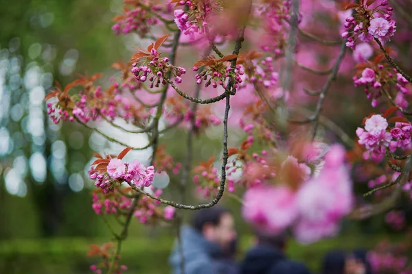 Belle fleur de cerisier un jour de printemps — Photo