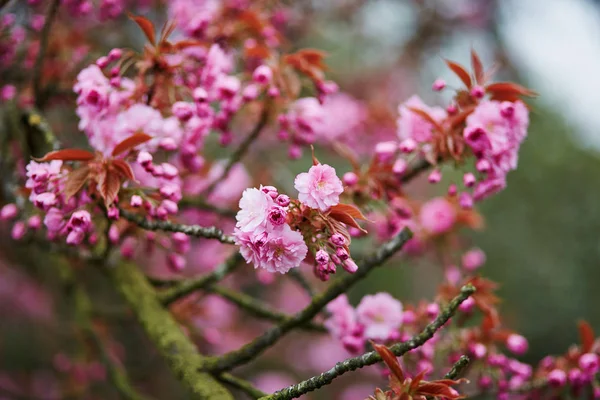 Bello fiore di ciliegio in un giorno di primavera — Foto Stock