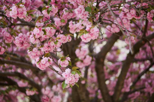 Bello fiore di ciliegio in un giorno di primavera — Foto Stock