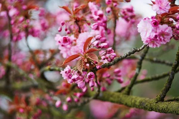 Hermosa flor de cerezo en un día de primavera — Foto de Stock