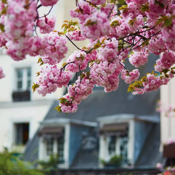Edifício típico parisiense e árvores de cerejeira — Fotografia de Stock