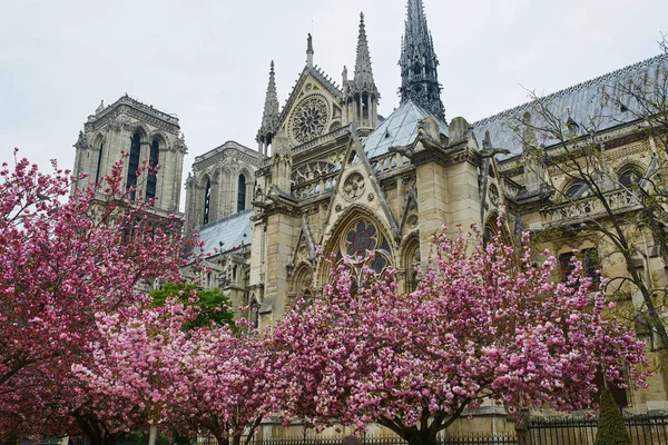 Notre-Dame de Paris con hermosa flor de cerezo — Foto de Stock