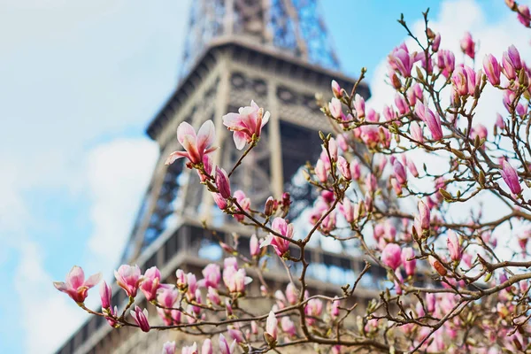 Pink magnolia flowers in full bloom and the Eiffel tower