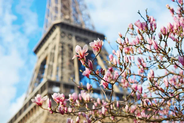 Magnolia rózsaszín virágok teljes virágzás és az Eiffel-torony — Stock Fotó